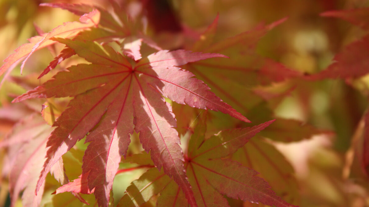 Blätter Herbst Nahaufnahme