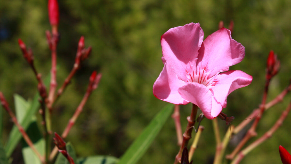 Rosa Blüte Gottesanbeterin Nahaufnahme