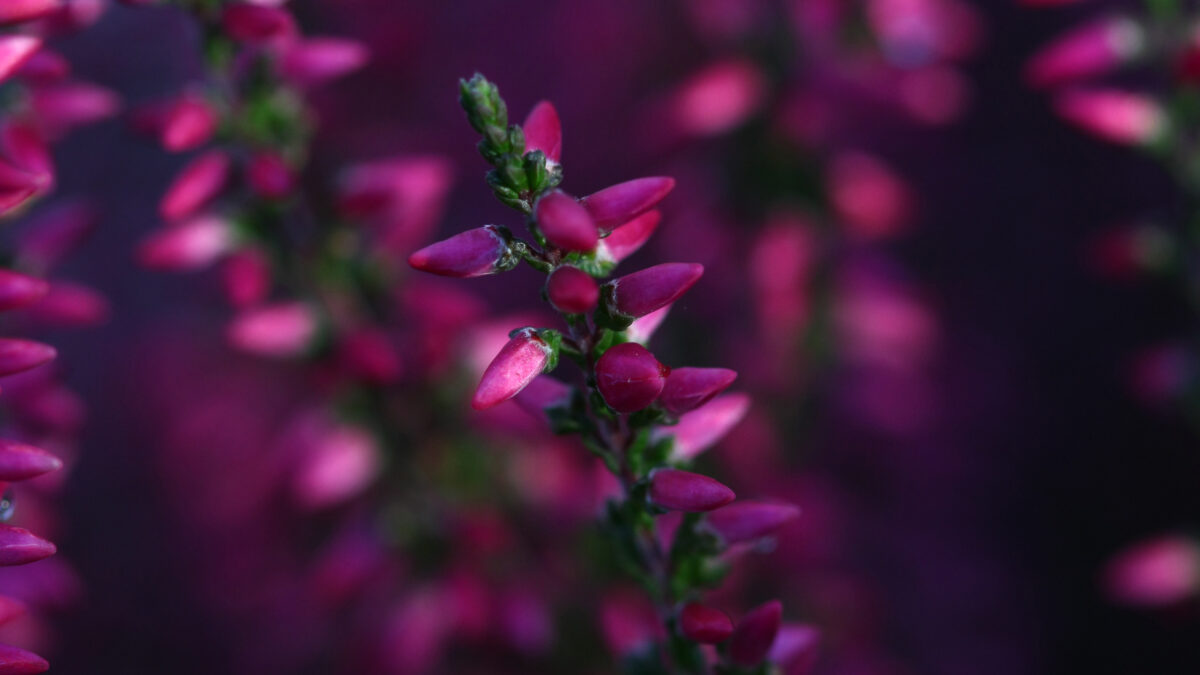 Violette Blüte Nahaufnahme